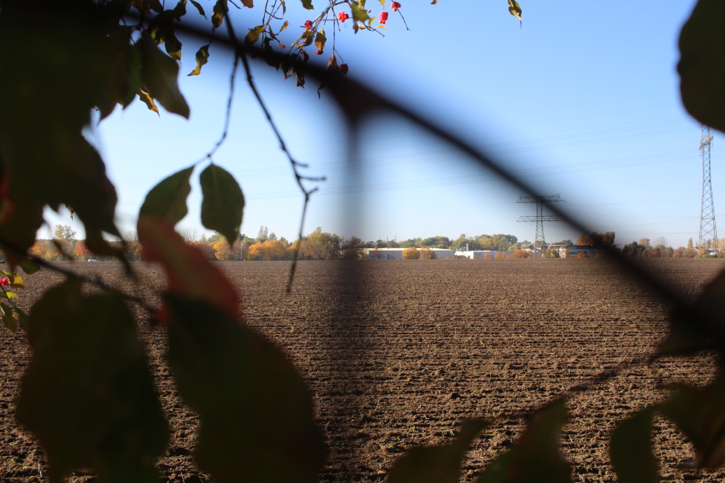 Feld